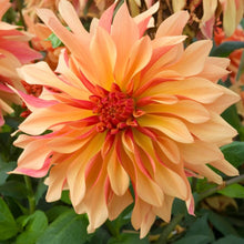 Load image into Gallery viewer, French Cancan Dahlia Tuber - FCC