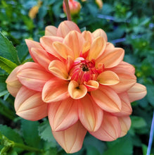 Load image into Gallery viewer, Garden Time Dahlia Tuber - GDNT