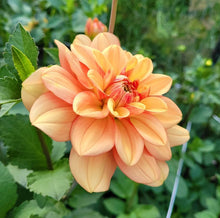 Load image into Gallery viewer, Garden Time Dahlia Tuber - GDNT