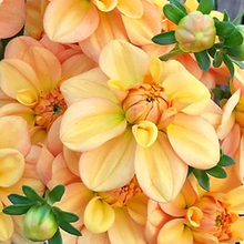 Load image into Gallery viewer, Ginger Snap Dahlia Tuber - GNSN