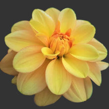 Load image into Gallery viewer, Ginger Snap Dahlia Tuber - GNSN