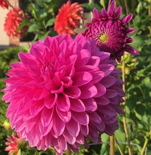 Load image into Gallery viewer, Hollyhill Bill M Dahlia Tuber