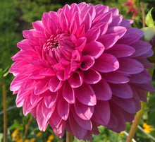 Load image into Gallery viewer, Hollyhill Bill M Dahlia Tuber