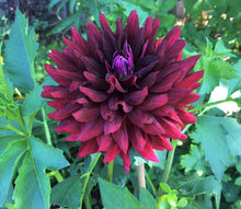 Load image into Gallery viewer, Hollyhill Black Beauty Dahlia Tuber - HHBB