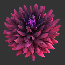 Load image into Gallery viewer, Hollyhill Black Beauty Dahlia Tuber - HHBB