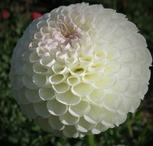 Load image into Gallery viewer, Hollyhill Miss White Dahlia Tuber - HHMW