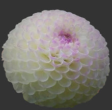 Load image into Gallery viewer, Hollyhill Miss White Dahlia Tuber - HHMW