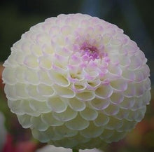 Load image into Gallery viewer, Hollyhill Miss White Dahlia Tuber - HHMW