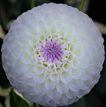 Load image into Gallery viewer, Hollyhill Miss White Dahlia Tuber - HHMW