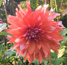 Load image into Gallery viewer, Holland Festival Dahlia Tuber - HFL