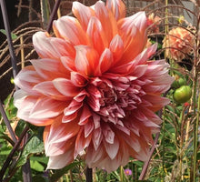 Load image into Gallery viewer, Holland Festival Dahlia Tuber - HFL