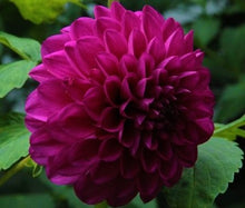 Load image into Gallery viewer, Hollyhill Violetta Dahlia Tuber - HHV