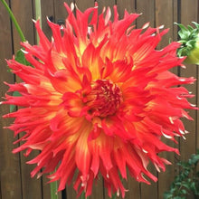 Load image into Gallery viewer, Bodacious Dahlia Tuber - BOD