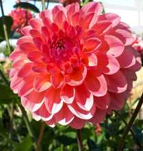 Load image into Gallery viewer, Dawson Tutti Fruitti Dahlia Tuber - DTFRT