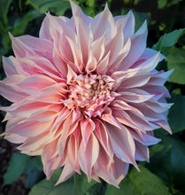 Load image into Gallery viewer, Cafe Au Lait Blush Dahlia Tuber - CALB