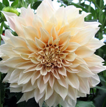 Load image into Gallery viewer, Cafe au Lait - Coffee Dahlia Tuber - CALC