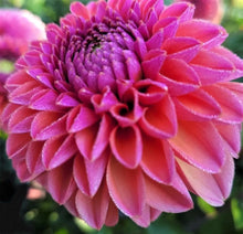 Load image into Gallery viewer, Daisy Duke Dahlia Tuber - DDK