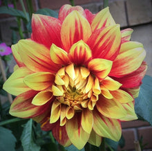 Load image into Gallery viewer, Dazzling Sun Dahlia Tuber - DAZ