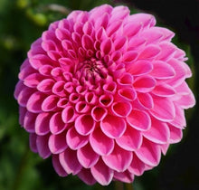 Load image into Gallery viewer, Sandra Dahlia Tuber - SAN