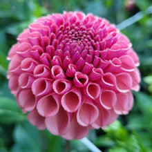 Load image into Gallery viewer, Isabelle Dahlia Tuber - ISBL