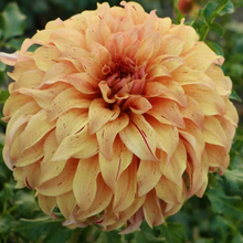 Load image into Gallery viewer, JS Butterscotch Dahlia Tuber