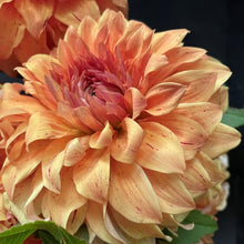 Load image into Gallery viewer, JS Butterscotch Dahlia Tuber