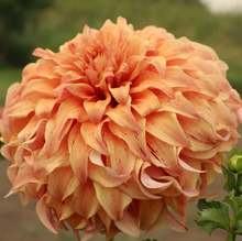 Load image into Gallery viewer, JS Butterscotch Dahlia Tuber