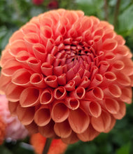 Load image into Gallery viewer, Jomanda Dahlia Tuber - JMND