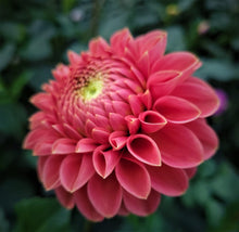 Load image into Gallery viewer, Jomanda Dahlia Tuber - JMND