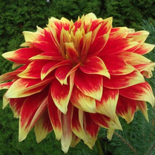 Load image into Gallery viewer, Ketchup and Mustard Dahlia Tuber - KTMS