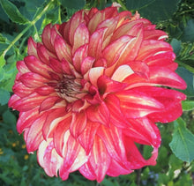 Load image into Gallery viewer, Lady Darlene Dahlia Tuber - LDLN