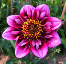 Load image into Gallery viewer, Liquid Desire Dahlia Tuber - LQD