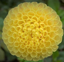 Load image into Gallery viewer, Little Scottie Dahlia Tuber - LIL