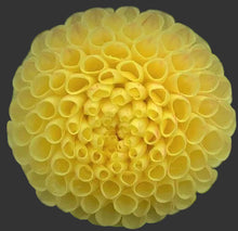 Load image into Gallery viewer, Little Scottie Dahlia Tuber - LIL