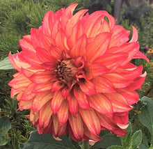 Load image into Gallery viewer, Lady Darlene Dahlia Tuber - LDLN