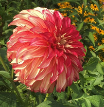 Load image into Gallery viewer, Lady Darlene Dahlia Tuber - LDLN