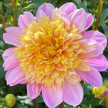 Load image into Gallery viewer, Lifestyle Dahlia Tuber - LSL