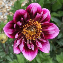 Load image into Gallery viewer, Liquid Desire Dahlia Tuber - LQD