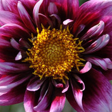 Load image into Gallery viewer, Liquid Desire Dahlia Tuber - LQD