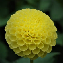 Load image into Gallery viewer, Lismore Moonlight Dahlia Tuber