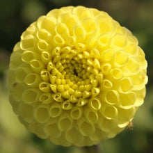 Load image into Gallery viewer, Lismore Moonlight Dahlia Tuber