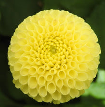 Load image into Gallery viewer, Lismore Moonlight Dahlia Tuber