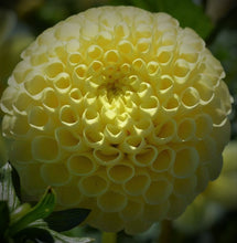 Load image into Gallery viewer, Little Scottie Dahlia Tuber - LIL
