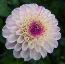 Load image into Gallery viewer, Lyn's Lousie Dahlia Tuber - LYNL