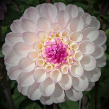 Load image into Gallery viewer, Lyn's Lousie Dahlia Tuber - LYNL