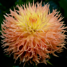 Load image into Gallery viewer, Maggie C Dahlia Tuber - MAGC