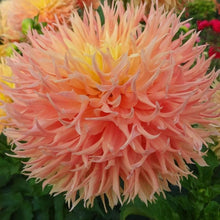 Load image into Gallery viewer, Maggie C Dahlia Tuber - MAGC