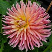 Load image into Gallery viewer, Majestic Kerkrade Dahlia Tuber - MJK