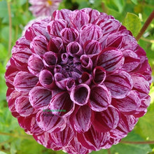 Load image into Gallery viewer, Marble Dahlia Tuber - MBB