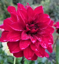 Load image into Gallery viewer, Mingus Plum Dahlia Tuber - MPLM